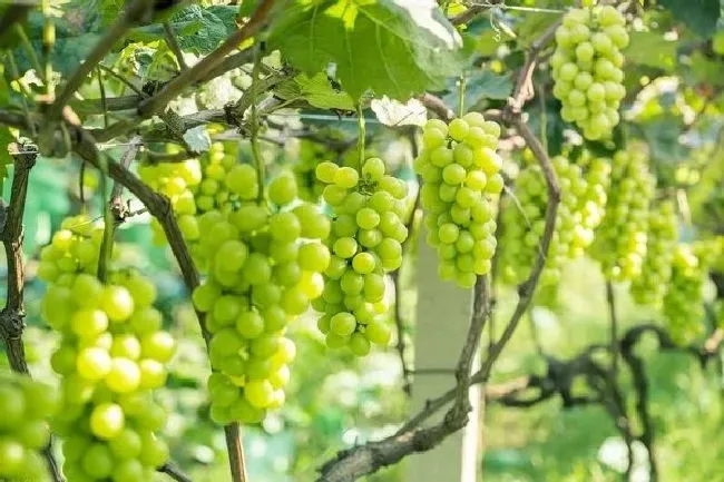 种植土壤|阳光玫瑰葡萄适合什么土壤
