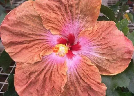 不开花|扶桑叶子为什么不开花