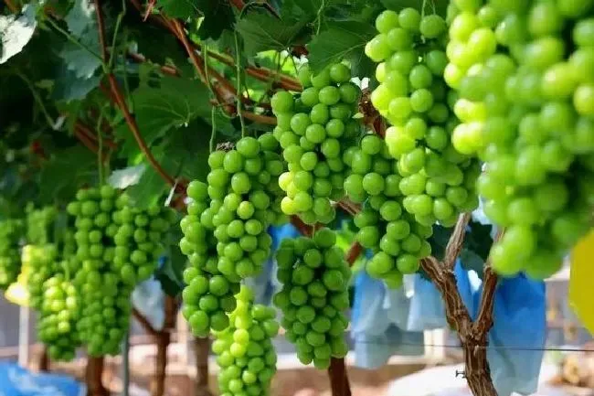 种植土壤|阳光玫瑰葡萄适合什么土壤