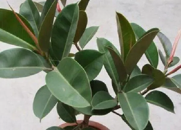 植物移栽|橡皮树什么时候换盆合适