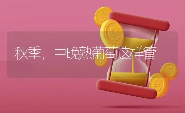 如何栽培露地菠菜 | 蔬菜种植