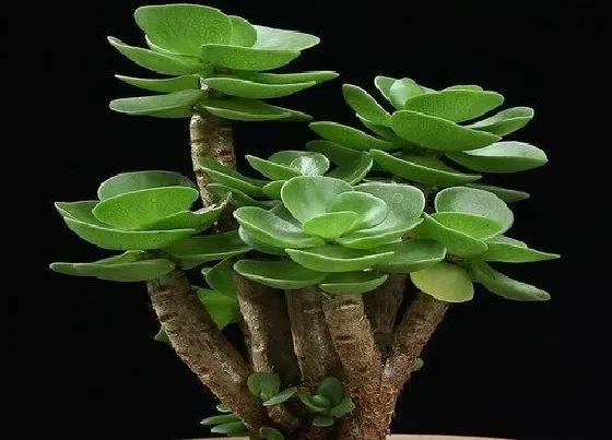 种植土壤|金钱木配土方法与种植土壤