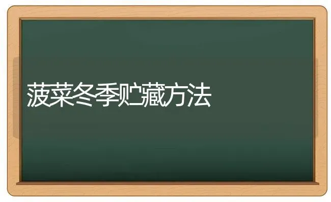 菠菜冬季贮藏方法 | 蔬菜种植