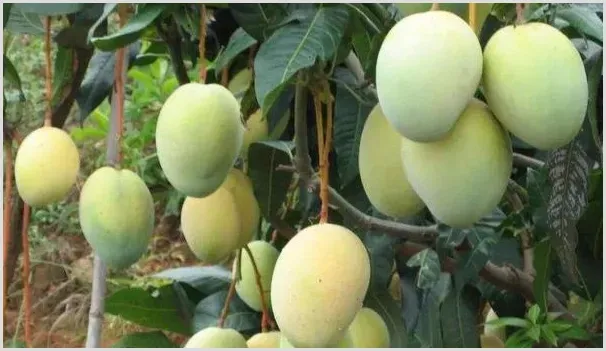 高产芒果需要掌握什么种植技巧 | 农业科普