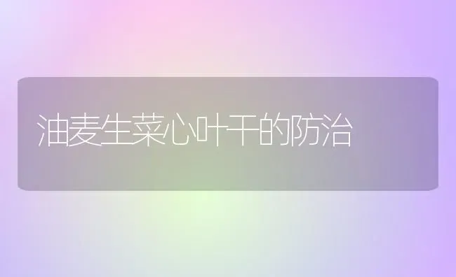 油麦生菜心叶干的防治 | 蔬菜种植