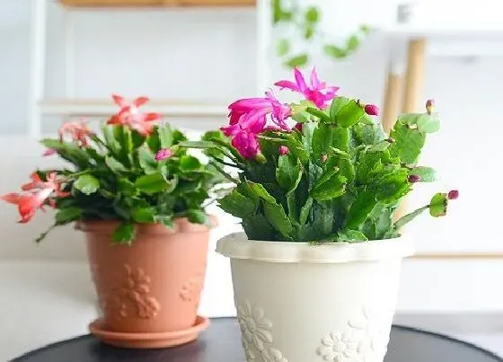 冬天植物|蟹爪兰怕冷吗（蟹爪兰冬天怕冻吗，适合多少最低温度）