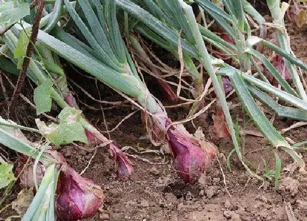 养殖科普|圆葱的种植方法和生长时间 圆葱生长过程与栽种技术