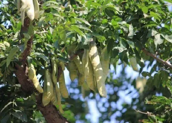 植物施肥|果树用什么肥料好