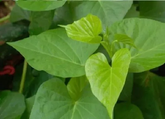 植物播种|红薯叶怎么留种子