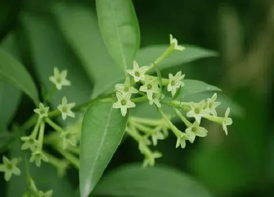 种植土壤|夜来香配土方法与种植土壤