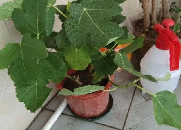养殖科普|无花果树可以盆栽吗