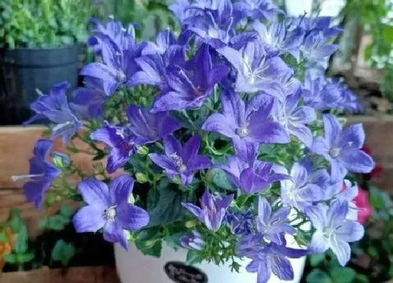 花语|蓝铃花的花语是什么