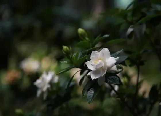 种植管理|栀子花打顶时间及方法步骤