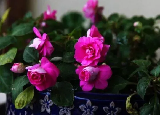植物百科|重瓣凤仙花是多年生吗