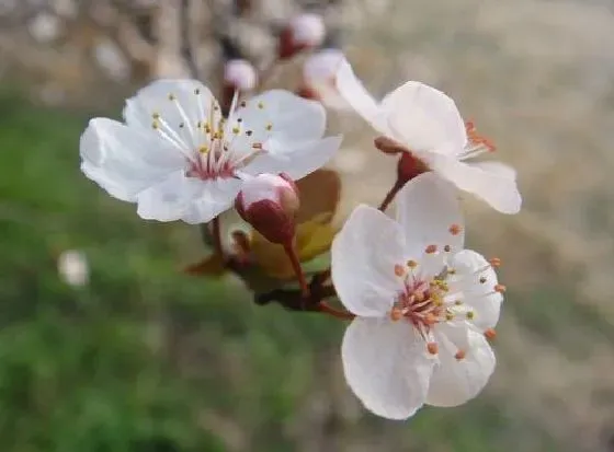 开花时间|樱花几月份开花