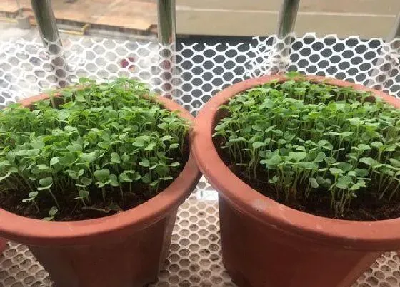 植物育苗|青菜几天出苗 播种到发芽出苗时间