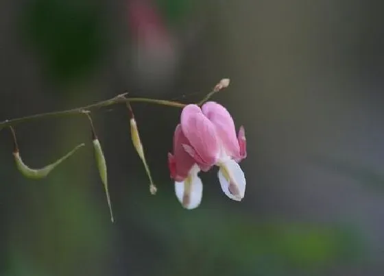 花卉百科|智利的国花是什么花