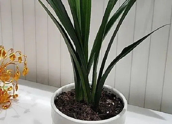 植物百科|芝兰是什么植物类别