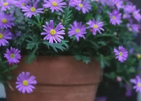 植物百科|姬小菊可以淋雨吗