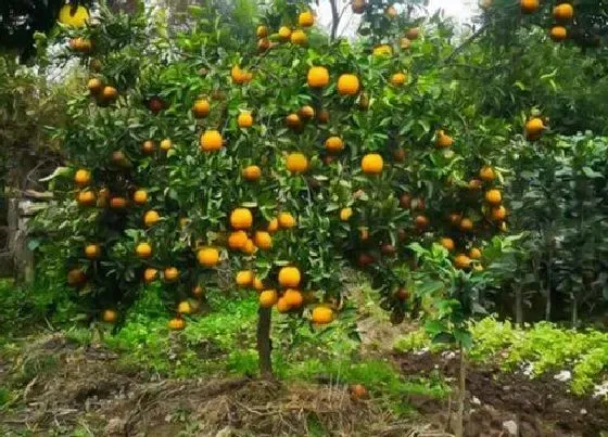 植物修剪|金桔树剪枝的最佳时间 怎么剪枝最好