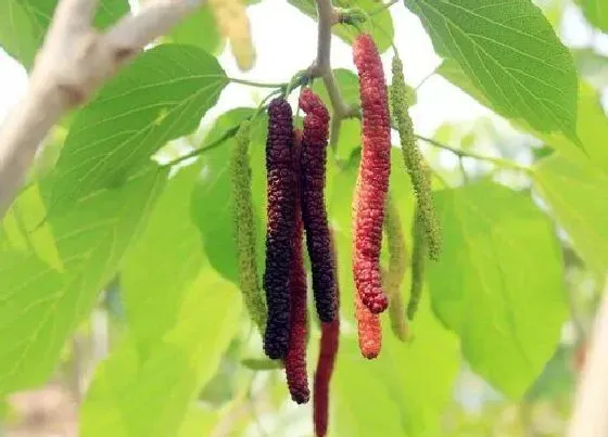 冬天植物|长果桑耐寒吗