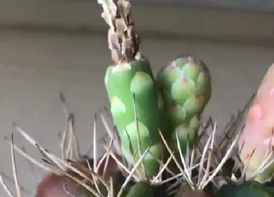 植物招财|家里可以养仙人球吗 仙人球养在家里好不好