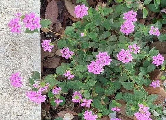 冬天植物|五色梅怎么过冬天