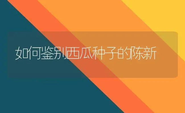 如何鉴别西瓜种子的陈新 | 瓜果种植