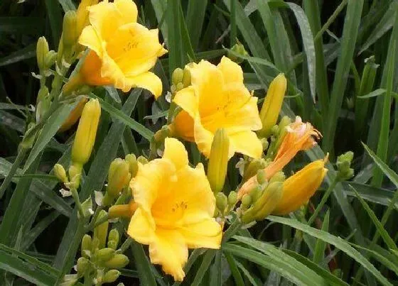 植物百科|金娃娃萱草是多年生吗