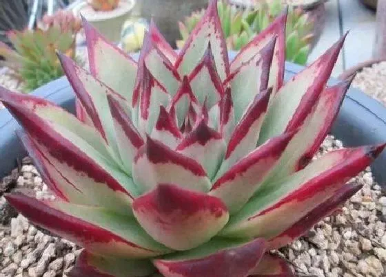 冬天植物|乌木多肉耐寒吗