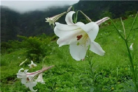 种植方法|百合的种植方法和时间