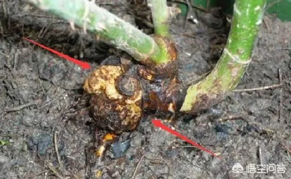 植物病害|月季花根部长了根瘤该怎么办（根部长瘤需要把它剪掉吗）