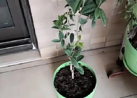 植物毒性|桂花有毒吗 可以放在室内养吗