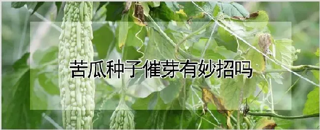 苦瓜种子催芽有妙招吗 | 养殖技术