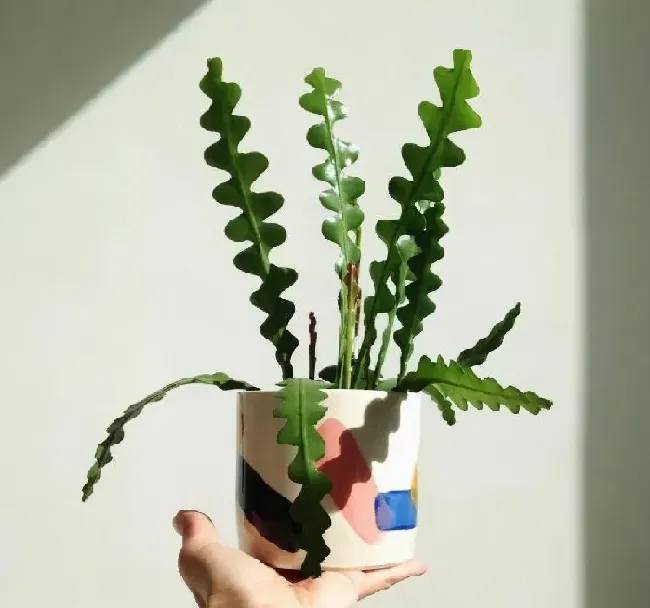 养殖方法|鱼骨令箭荷花的养殖方法和注意事项