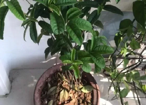 植物毒性|桂花有毒吗 可以放在室内养吗