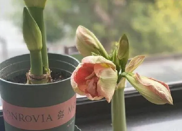 植物移栽|朱顶红用深盆还是浅盆好