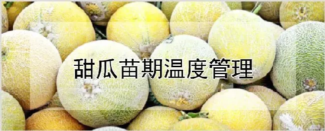 甜瓜苗期温度管理 | 耕种资料