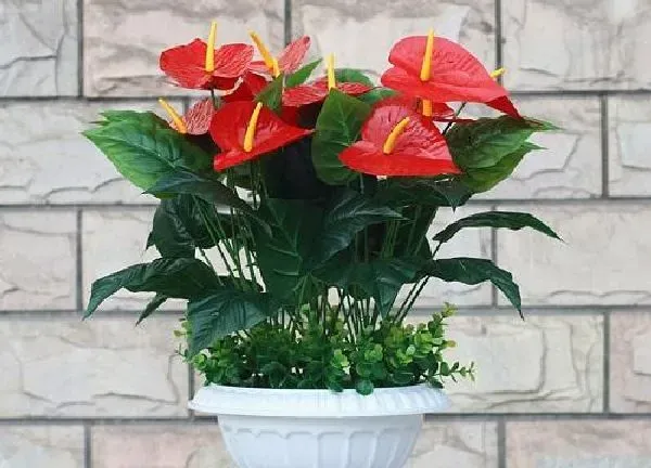 植物移栽|红掌夏天可以换盆吗 移盆需要注意些什么事项