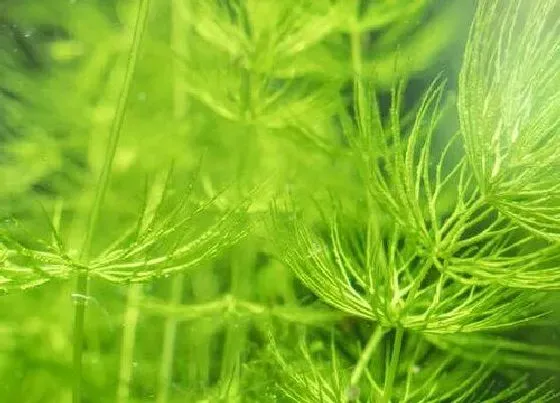 植物种类|金鱼藻是种子植物吗