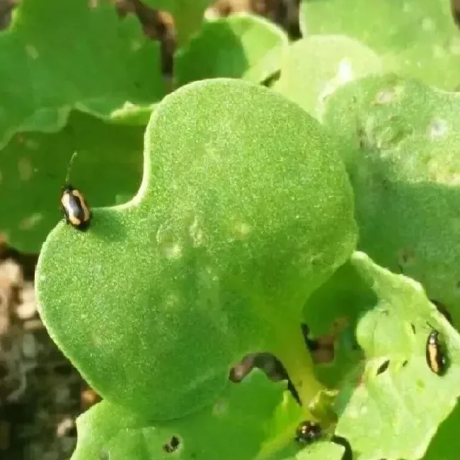 植物虫害|青菜跳甲虫用什么农药防治（打蔬菜跳甲菜青虫的特效药）