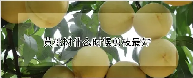 黄桃树什么时候剪枝最好 | 耕种资料