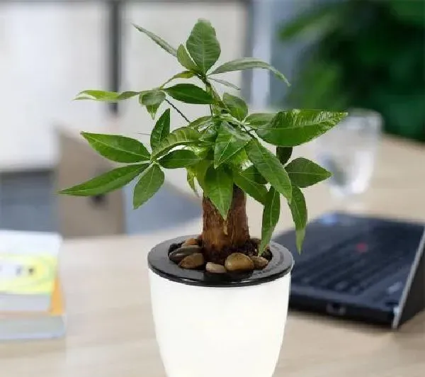 植物扦插|发财树插枝能活吗 掌握扦插时间和方法成活率高