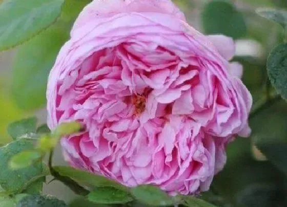 花之最|无病虫害勤花的月季品种 什么月季抗病强抗虫性好
