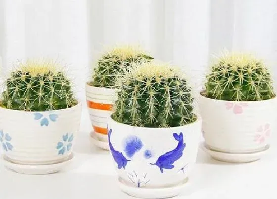 植物招财|家里可以养仙人球吗 仙人球养在家里好不好
