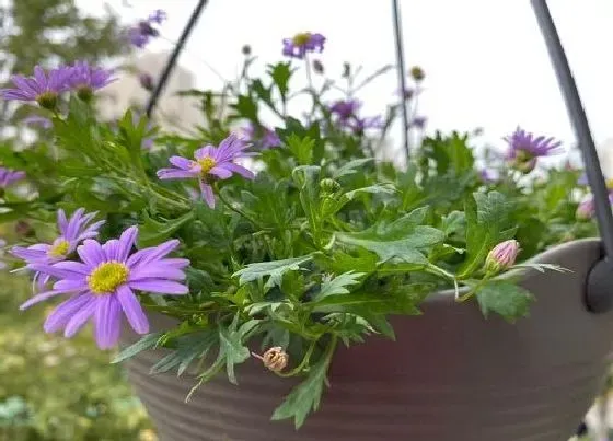 植物百科|姬小菊可以淋雨吗