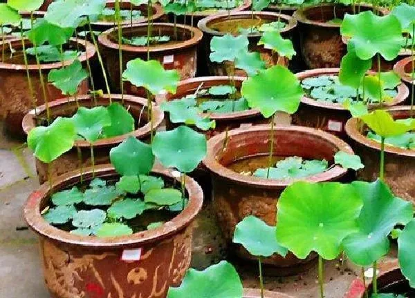 盆景|莲花盆栽的种植方法 用什么泥土种植