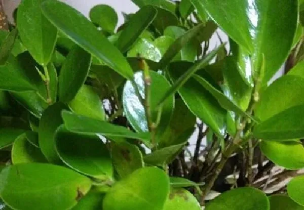 植物浇水|金钱榕浇水的正确方法 浇水原则及注意事项