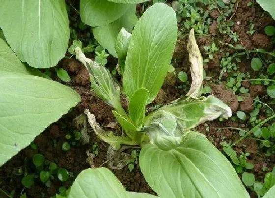 种植管理|青梗菜的生长周期是多长时间