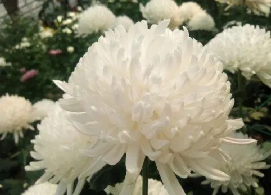 送花|去墓地祭奠送什么花送多少朵（清明节去陵园祭拜献花讲究）